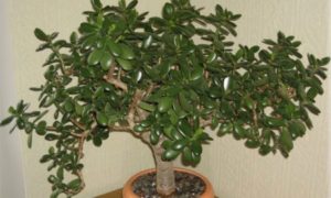 Денежное дерево