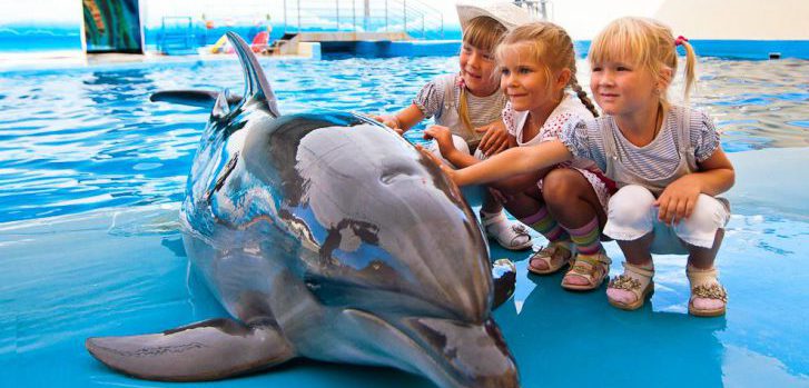 В дельфинарии 