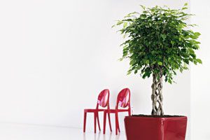 Большой цветок в напольном горшке