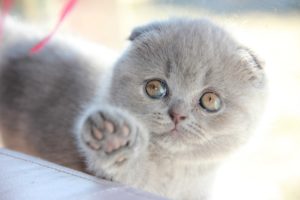 Британский вислоухий котенок