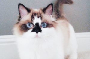 Котенок Поль