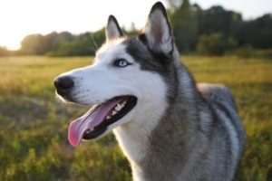Хаски